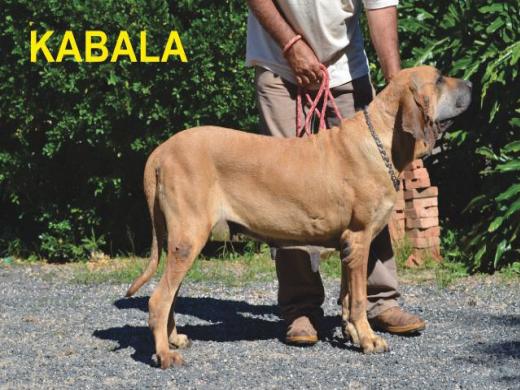 Fila Brasileiro, Adestra Campinas